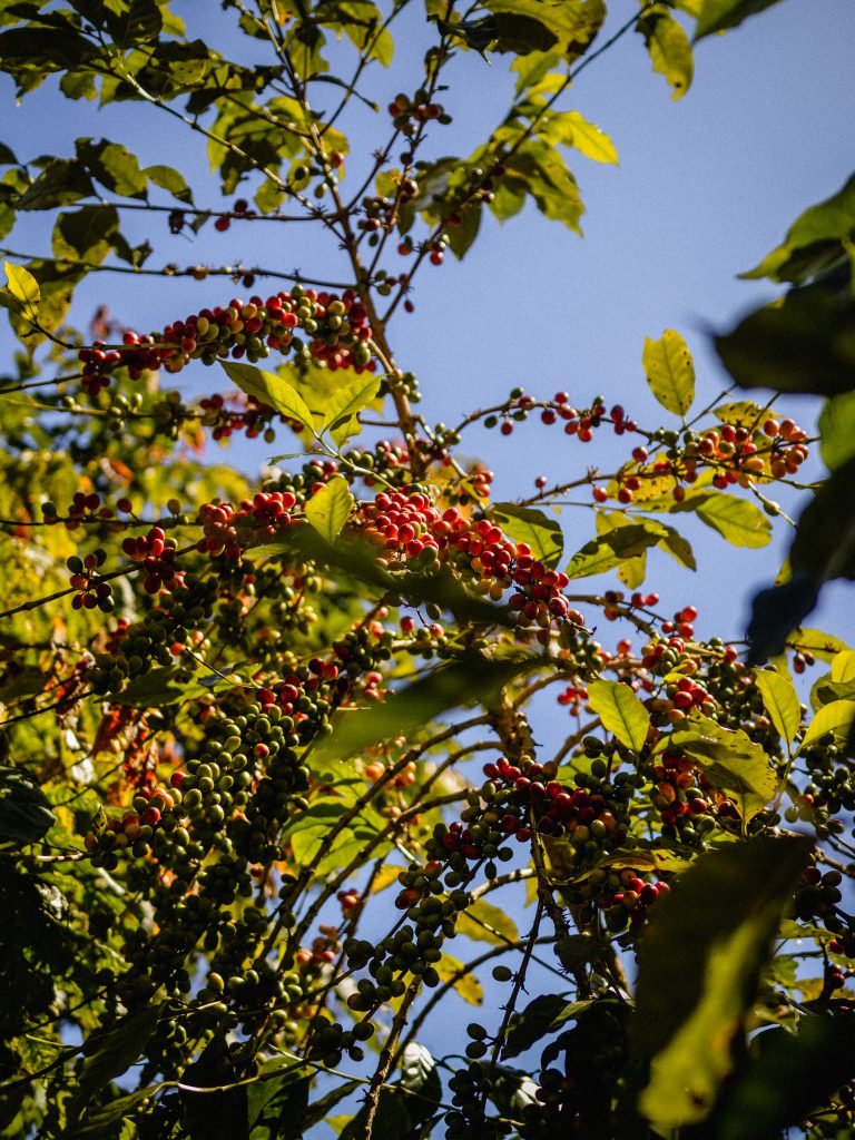 Café Catuaí Rojo