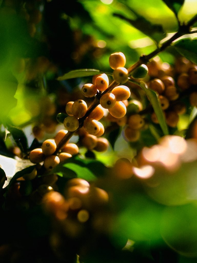 Café Geisha