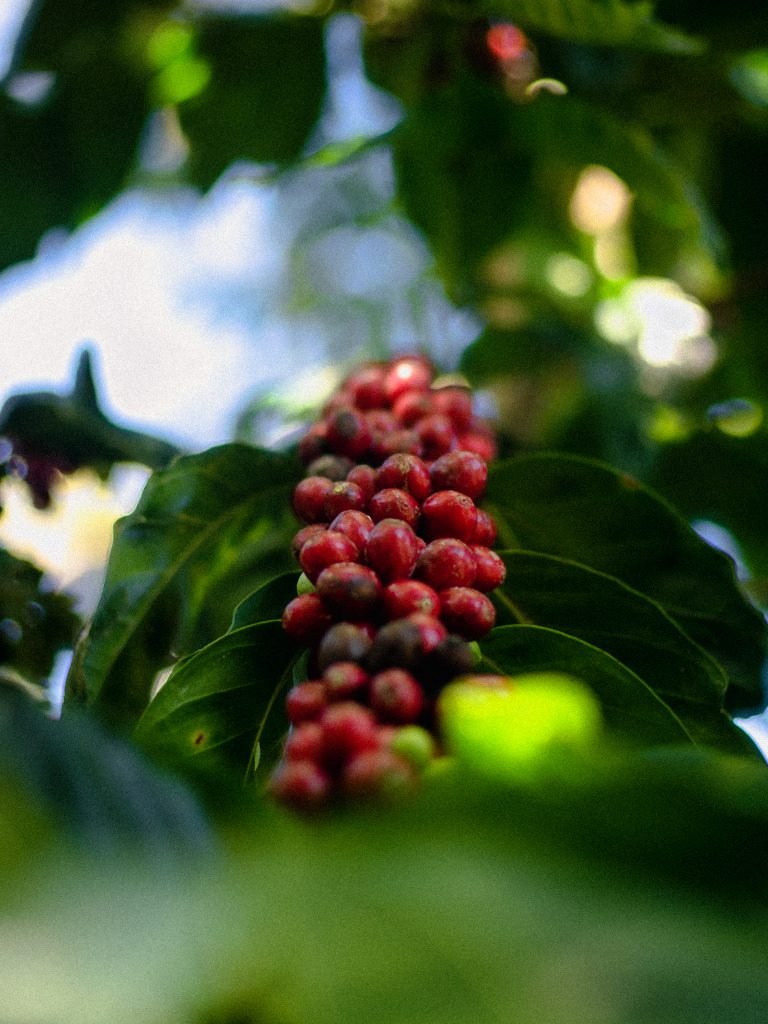 Café Java