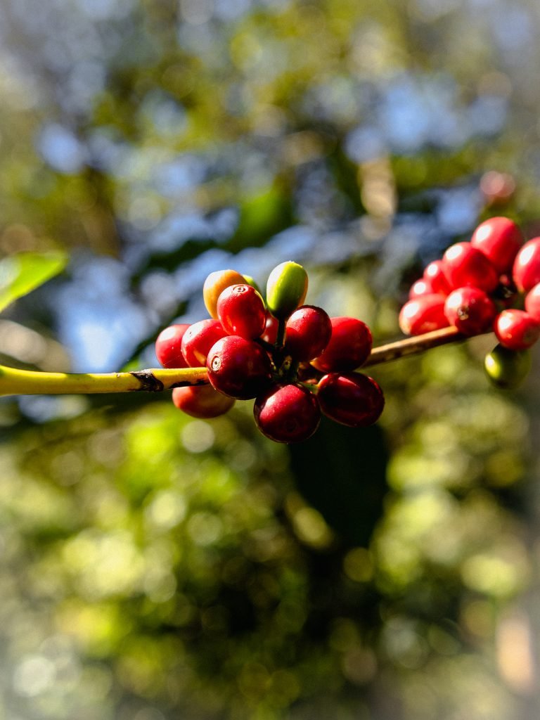 Café Pacamara