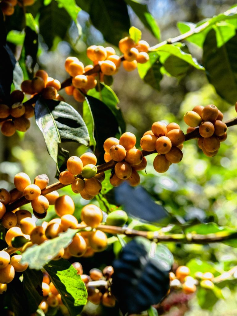 Café Typica (criolla)